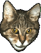 Abseits Katze - no dogs!